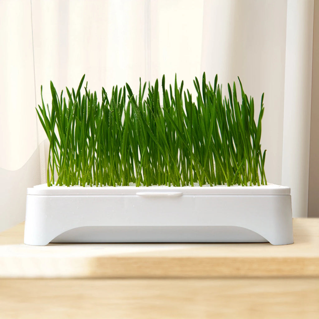 Pet Cat Grass Planting Pot