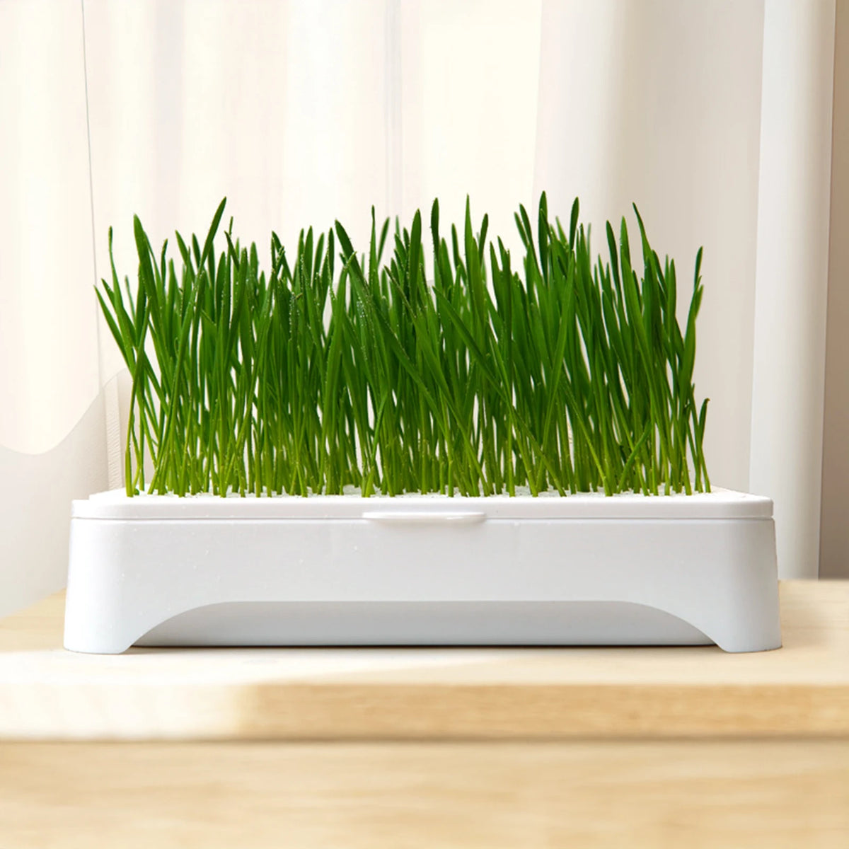 Pet Cat Grass Planting Pot